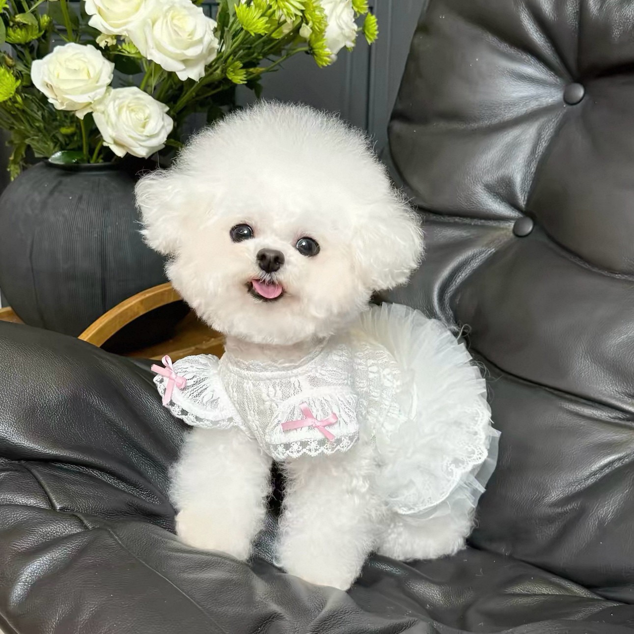 2026 Princess Style Pet Dress  - Lace Teddy Lingerie recensie en prijs