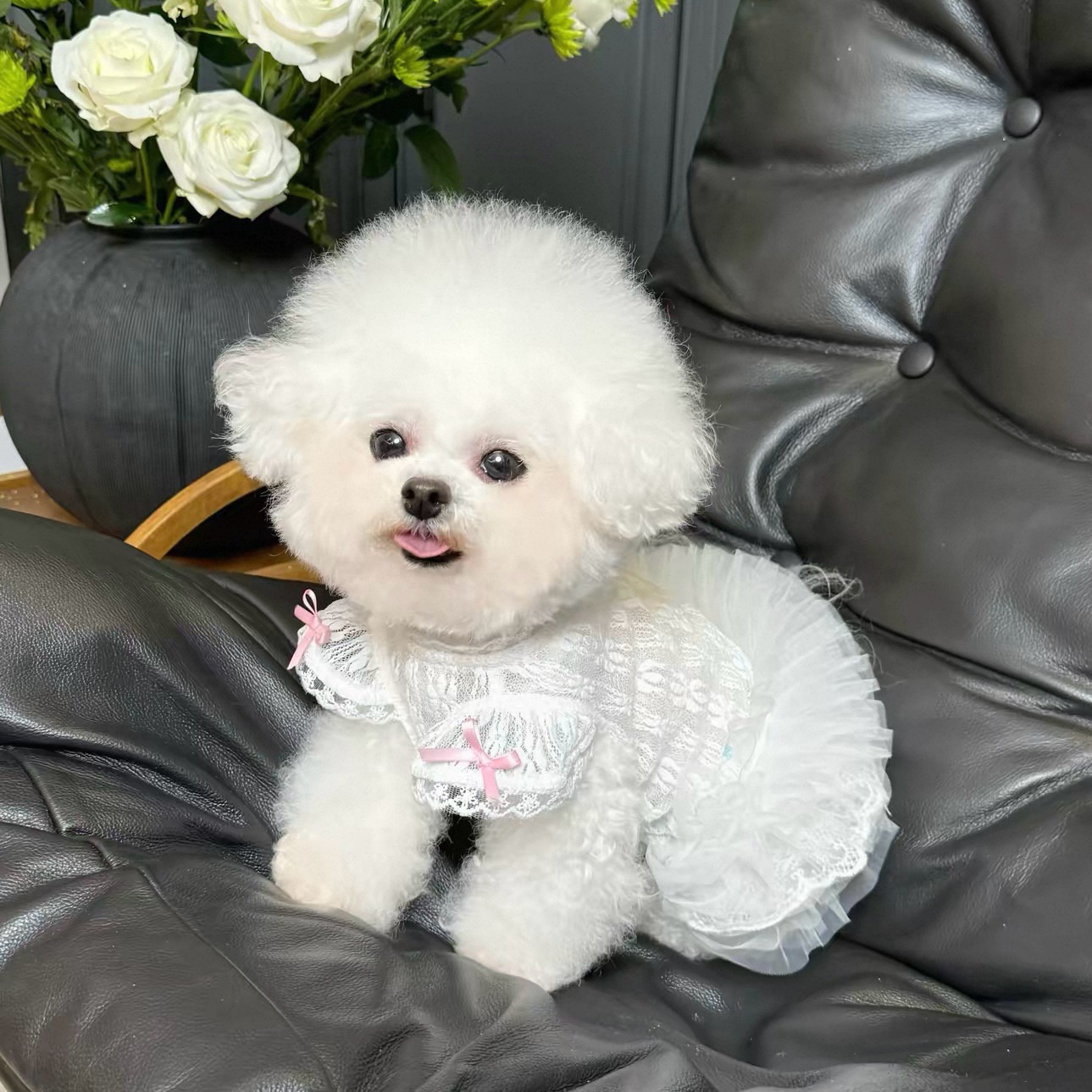 2026 Princess Style Pet Dress  - Lace Teddy Lingerie recensie en prijs
